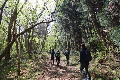 船通山の新緑