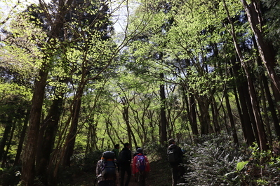 船通山の新緑２