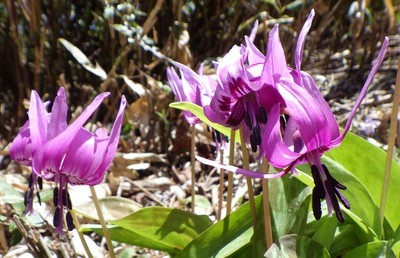 かたくりの花