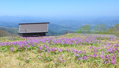 避難小屋周辺のカタクリ