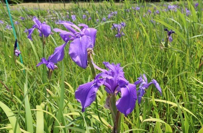 カキツバタ