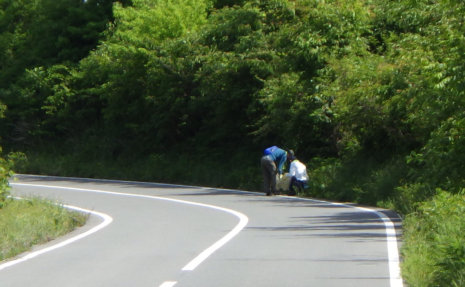 お手植えの松コース