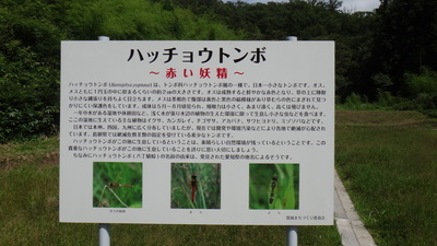 ハッチョウトンボ看板