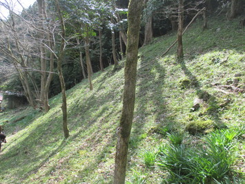 佐田町のイズモコバイモ群生地