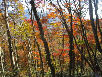 木々の紅葉