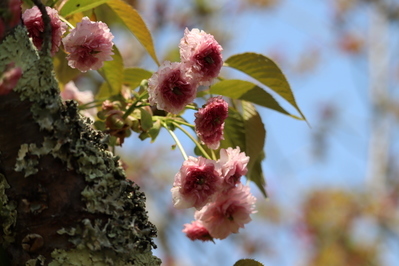 梅護寺数珠掛桜（ばいごじじゅずかけざくら）