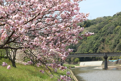 川と桜