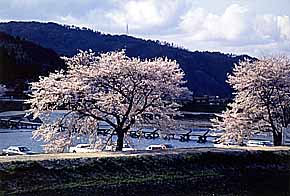 川をバックにした桜