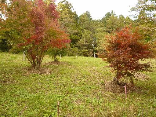 秋の紅葉