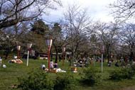 太鼓壇公園さくら祭りの様子