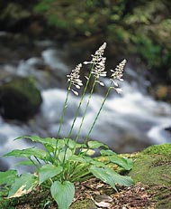 イワギボウシの写真