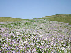 野だいこんの花が一面に広がる写真