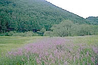 青野山県立自然公園の地倉沼の写真