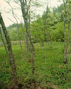 赤名湿地のハンノキ林の写真
