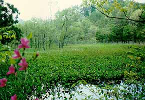 赤名湿地の開放湿地の写真