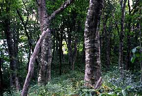 女亀山植生写真