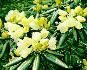 オキシャクナゲの花の写真