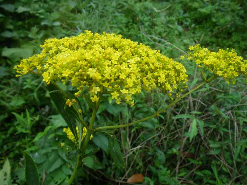 オミナエシの花