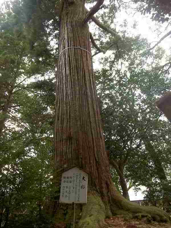 須佐神社大杉１