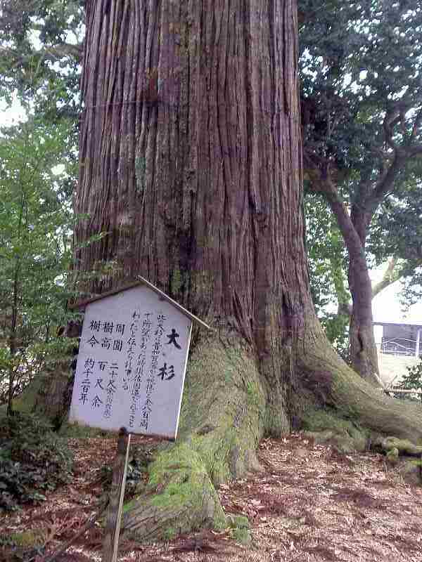 須佐神社大杉２