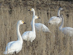 コハクチョウ写真