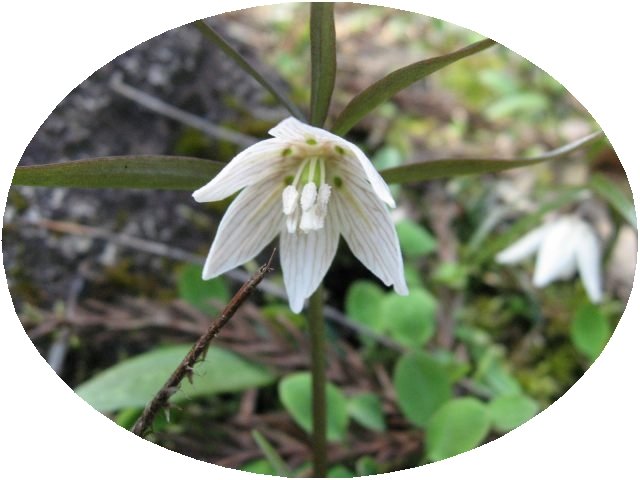 イズモコバイモの花