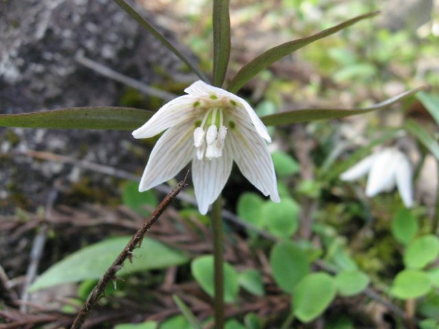 イズモコバイモの花