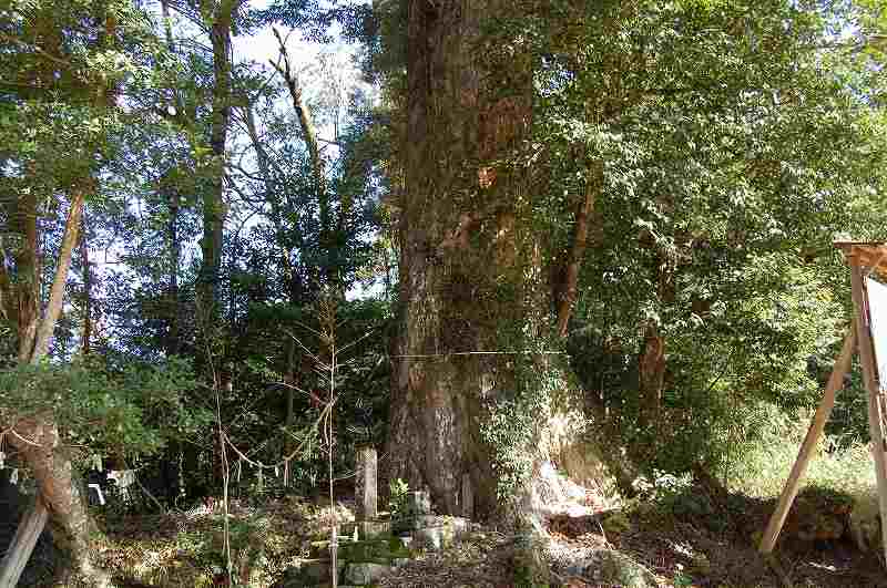 三渡八幡宮のイチイガシ