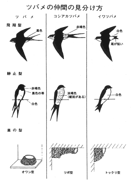 ツバメの見分け方の画像