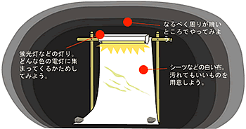 ライトトラップ図