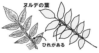 島根県 危険な植物 トップ 環境 県土づくり 自然 景観 動物 自然環境 島根の自然公園 保護 観察 自然観察モデルコース 鷲ヶ峰