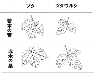 ツタ比較