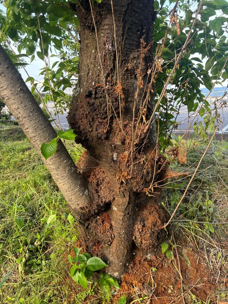 クビアカツヤカミキリ被害木写真