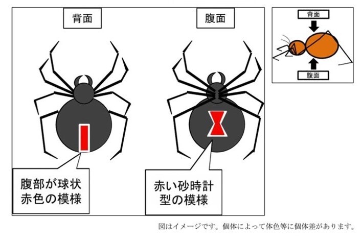セアカゴケグモの特徴イメージ