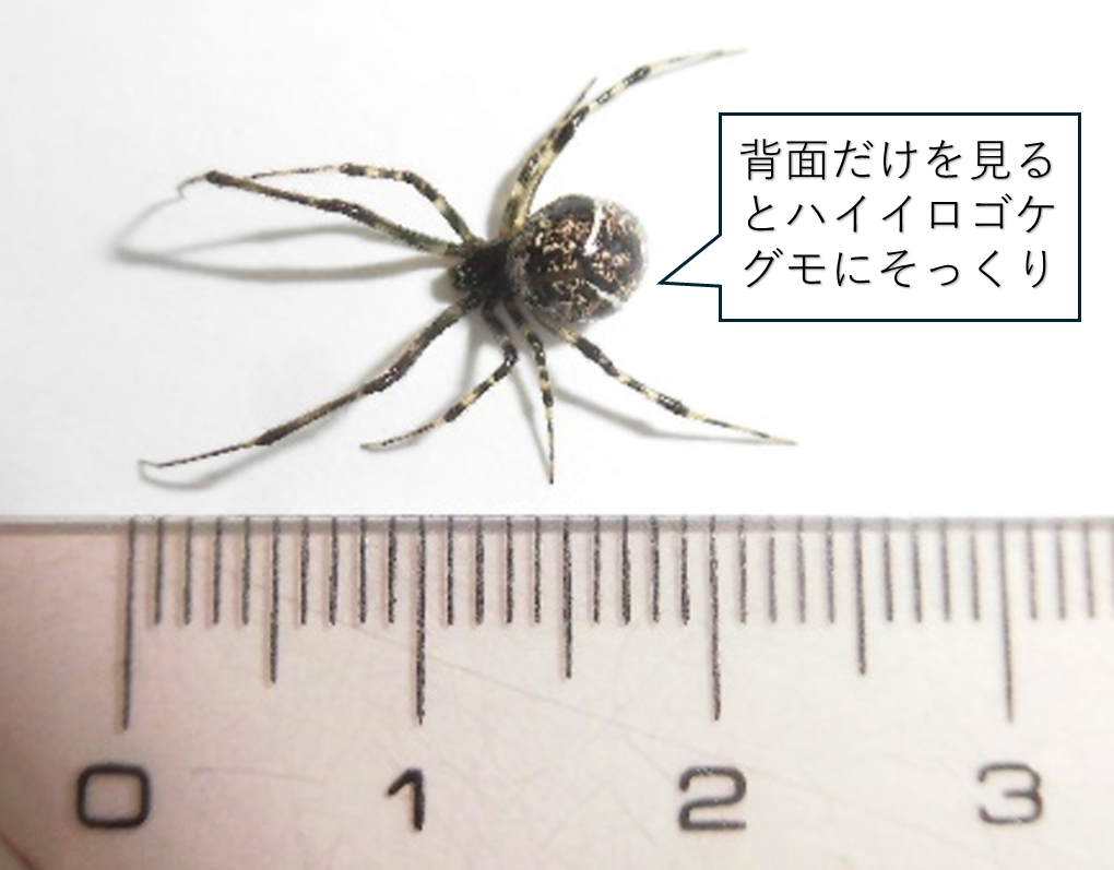 オオヒメグモ写真１（メス）
