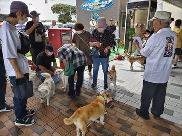 柴犬によるお出迎え