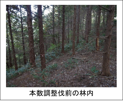 適正な管理がされず木々が過密化し日差しがない薄暗い山の画像