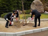 桜、ソメイヨシノの記念植樹の状況写真