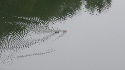 水鳥の写真です