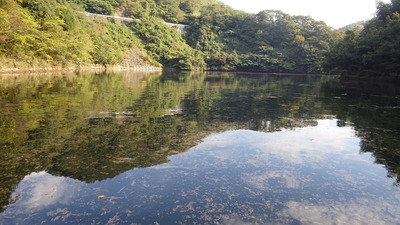 板井川に漂う葦の茎の写真です。