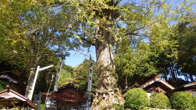 大イチョウの木の写真その２です