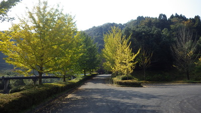 道猿坊公園入口の黄色く色づいたイチョウ並木の写真です。