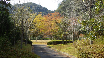 葉が散ったカツラの木々と紅葉したケヤキたちの写真です。