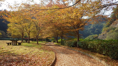 色づいたケヤキたちの写真その１です。