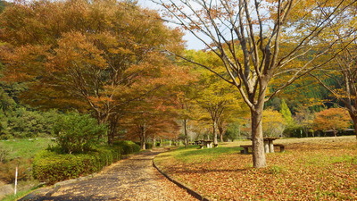 色づいたケヤキたちの写真その３です。