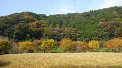 色づいたケヤキたちと背景の緑の山の木々の写真です。