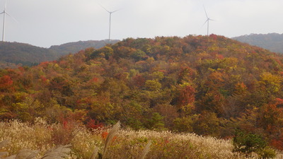 やうね山の写真その４です