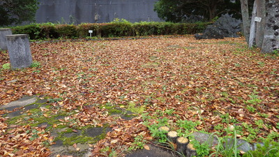御部ダム南広場の一面のケヤキの落ち葉の写真です。