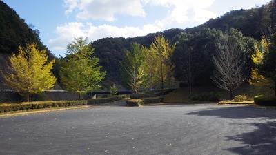 道猿坊公園色づいたイチョウの木の写真です。