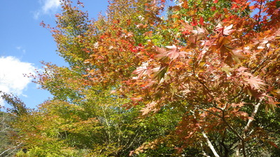 紅葉が進む道猿坊公園のイロハモミジの写真です。